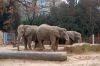 Blog-Thema-Tiere-Zoo-Dresden-2012-120108-DSC_0138.jpg