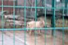 Blog-Thema-Tiere-Zoo-Dresden-2012-120108-DSC_0193.jpg