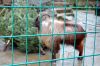 Blog-Thema-Tiere-Zoo-Dresden-2012-120108-DSC_0194.jpg